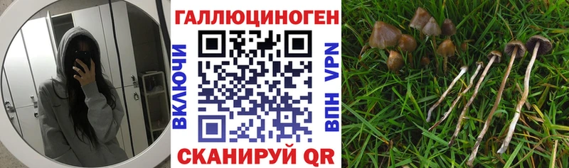 Купить  Гдов  Галлюциногенные грибы Psilocybine cubensis 